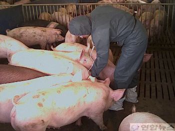 농협, 태풍피해지역 무료 가축  진료