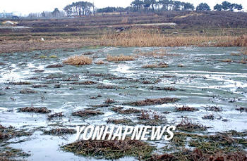 왕궁 축산단지에서 흘러나온 폐수