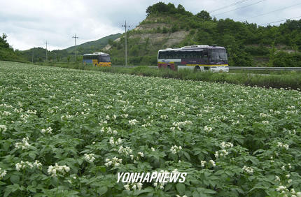격전지에 피어난 감자꽃