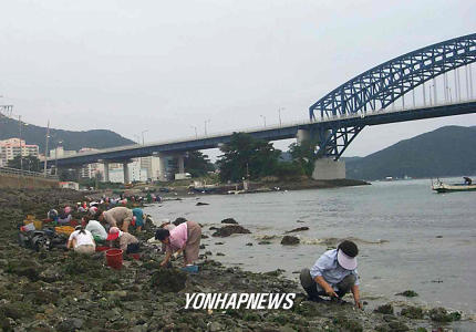 통영대교 아래 조개캐기