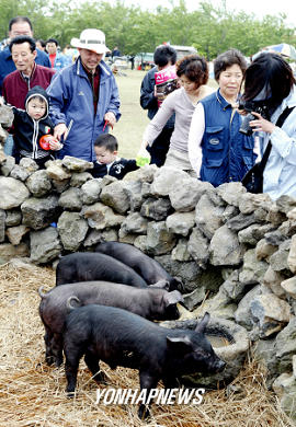 제주 `똥돼지가 이쁘네요