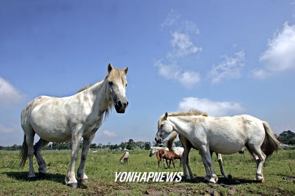 천고마비의 계절, 살찌는 한라산 조랑말.