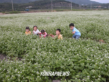 메밀밭에 숨어라