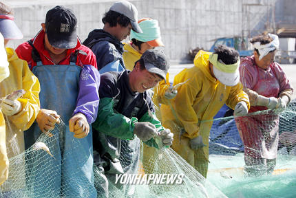 황금빛 풍어