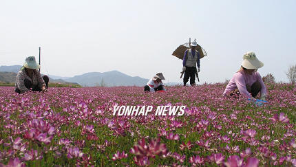 보라빛 자운영 물결 넘실