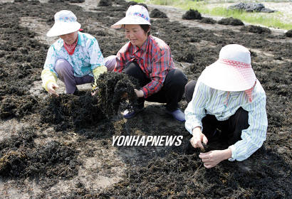 이것이 웰빙식품 톳이예요