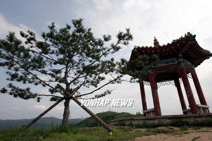 복원된 일송정 소나무