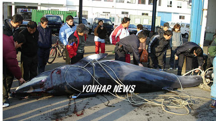 통발어구에 걸려 죽은 밍크고래