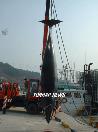통발어구에 걸려 죽은 밍크고래