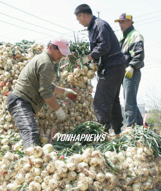 해풍 맞고 자란 양파 맛보세요