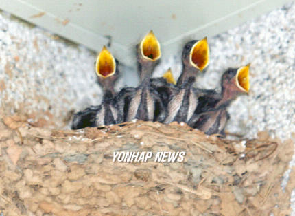 지지배배 제비가족