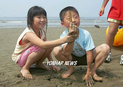 소금 뿌리니 맛조개가 올라와요