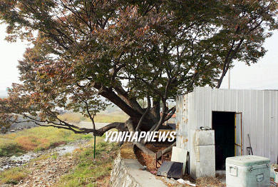 보호수 주변 각종 시설물 들어서