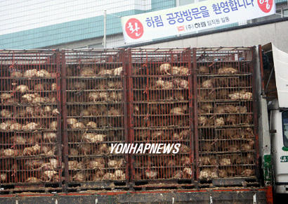 하림 익산공장에 닭 정상 반입