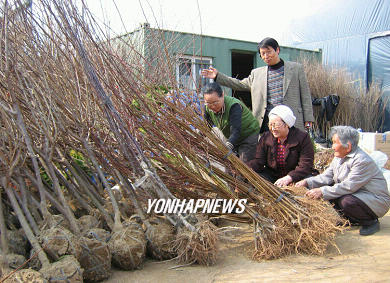 어떤 나무 고를까