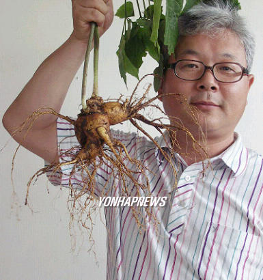 `이보다 클 순 없다 239ｇ짜리 산삼
