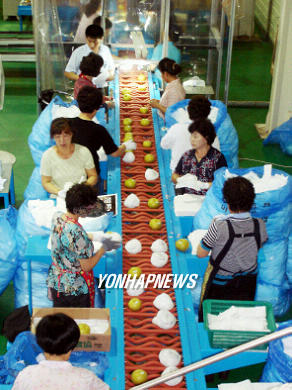 美 수출길 오르는 고창 황토배
