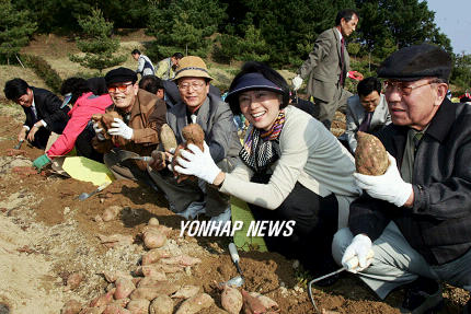 울산 고구마 수확제