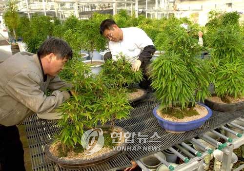 강릉농업기술센터 오죽 분재 할인판매
