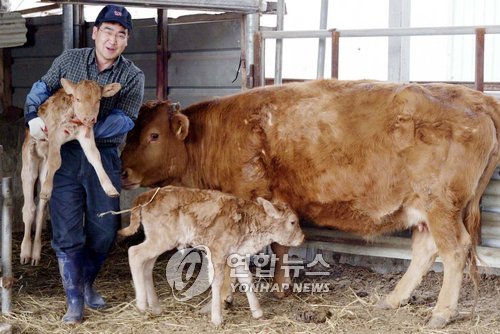 <철원서 6회 연속 쌍둥이 송아지 낳아 화제>
