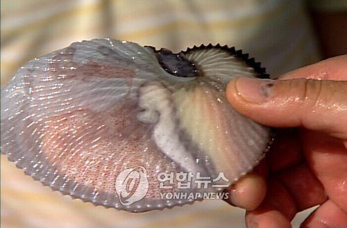 조개야? 낙지야?..양양서 조개낙지 잡혀
