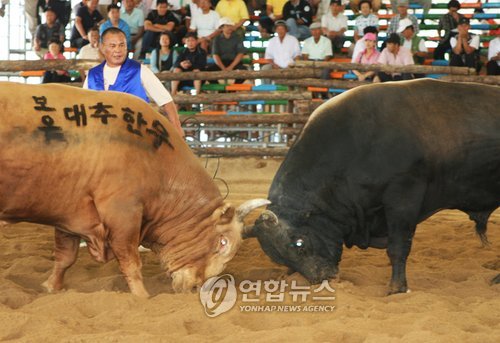 보은한우축제 개막‥민속소싸움 등 다채