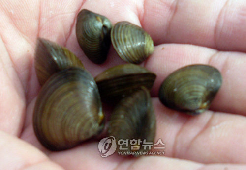김해 도심하천서 재첩 대량 서식