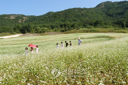 속리산 산골서 19~21일 메밀꽃축제