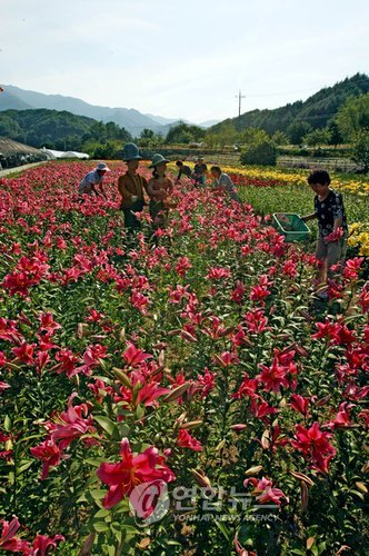 백합 만개한 화악산 꽃마을