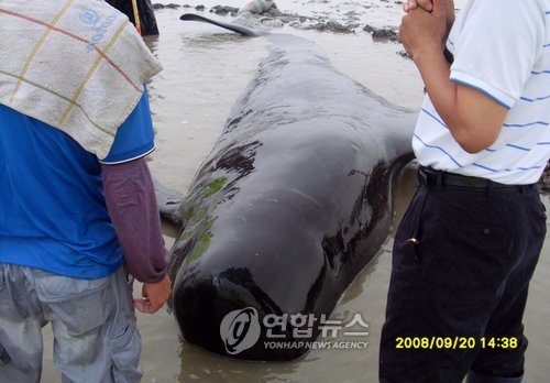 홍성갯벌에 고립된 들쇠고래