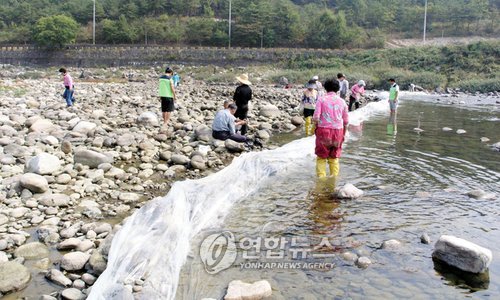 산청 경호강 불법어로 `물막이 성행