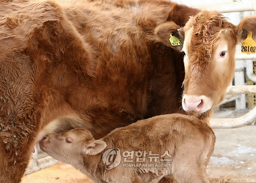 명품 한우가 되거라