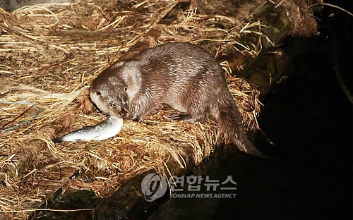 화천산천어축제장 수달 화제