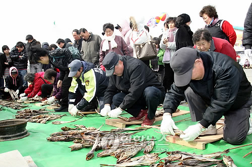 고성 명태축제 관태체험