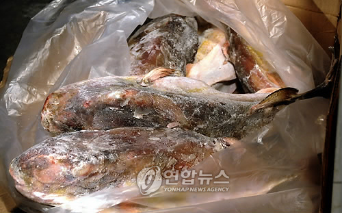 맹독성 태국산 복어 550t 불법수입.유통