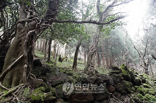 세계자연유산 제주 거문오름의 봄