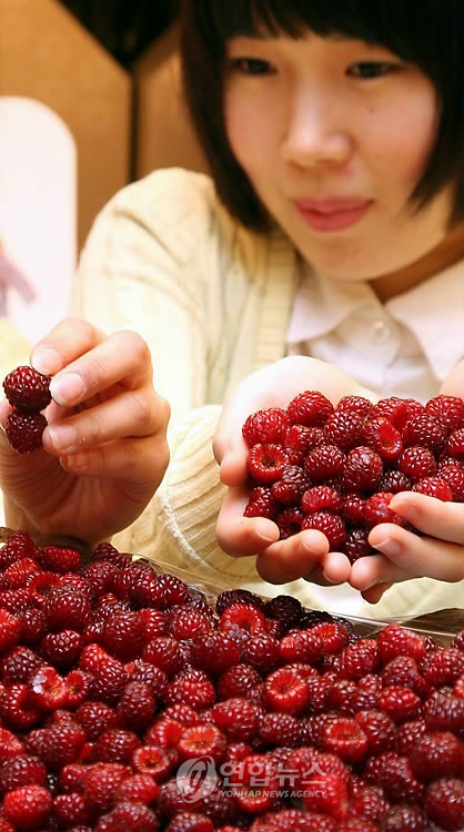 탱글탱글 달콤한 산딸기 맛보세요!