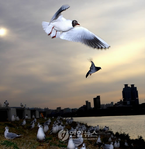 울산 태화강의 검은머리갈매기