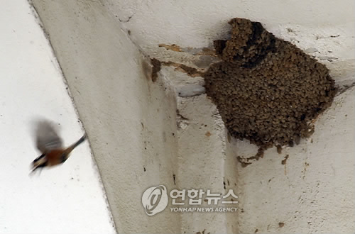 귀제비와 곤줄박이의 한집살이