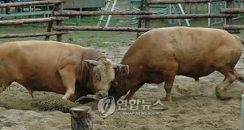 <카메라뉴스> 충북한우축제 소싸움 진풍경
