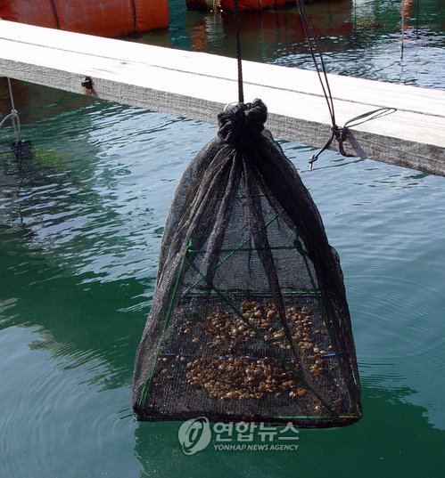 바지락도 굴처럼 줄에 매달아 양식한다