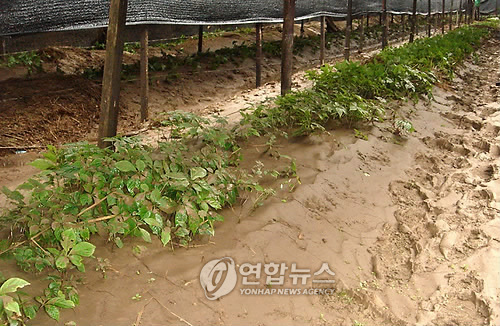 진안군 장마철 인삼밭 관리 잘 하세요