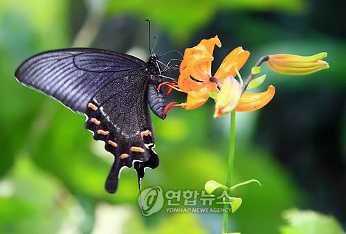 함백산 야생화와 나비
