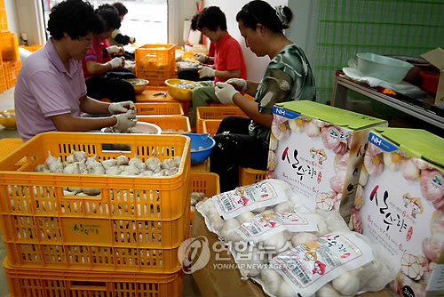 서산.태안 6쪽마늘 일본 첫 수출