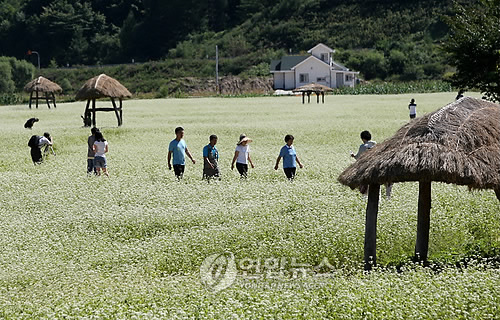 평창 봉평은 메밀꽃 천지