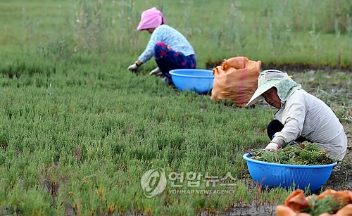 태안서 바다의 약초 함초 채취 한창