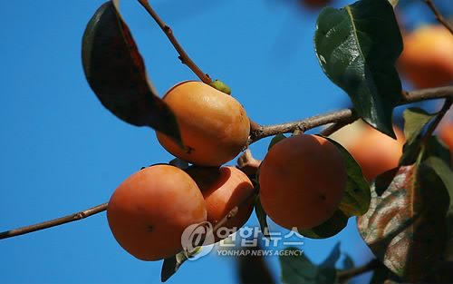 추석날 아침.. 흥부집 앞 홍시