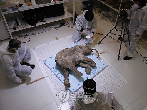 매머드는 시베리아에서 어떻게 생존했나