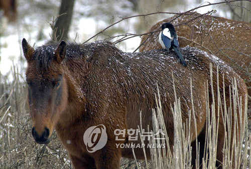 제주에 까치 방사한 기업에 손해배상청구를