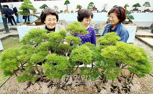 국립수목원에서 분재 감상하세요